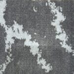 Harlequin Mink