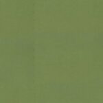 Regent Olive